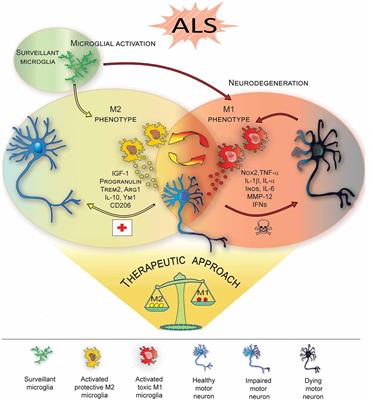 The Dual Role of Microglia in ALS: Mechanisms and Therapeutic Approaches